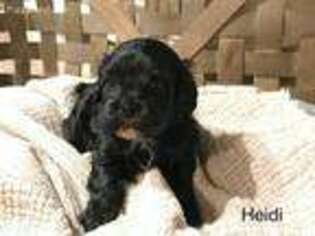 Cavapoo Puppy for sale in Blair, OK, USA