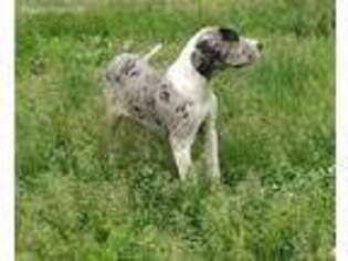 Great Dane Puppy for sale in Conception Junction, MO, USA