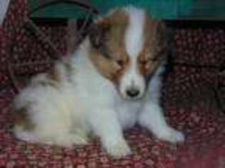 Shetland Sheepdog Puppy for sale in Conway, MO, USA