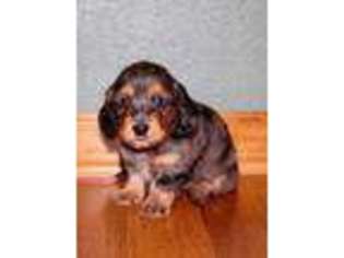 Dachshund Puppy for sale in Troy, MO, USA