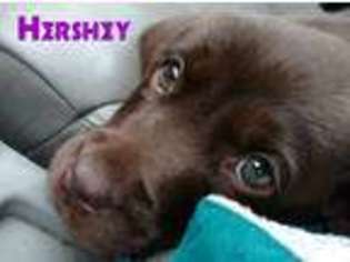 Labrador Retriever Puppy for sale in Cambridge Springs, PA, USA