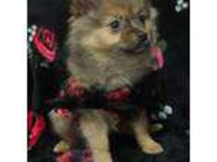Pomeranian Puppy for sale in Stratford, CT, USA