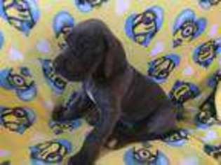 Great Dane Puppy for sale in Mangum, OK, USA