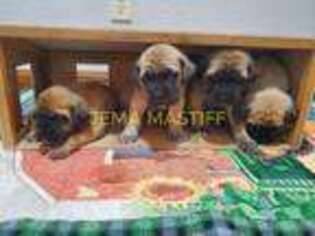 Mastiff Puppy for sale in Iowa City, IA, USA