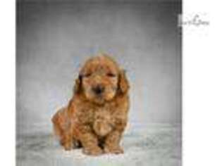 Goldendoodle Puppy for sale in Fort Worth, TX, USA