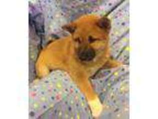 Shiba Inu Puppy for sale in Gurnee, IL, USA