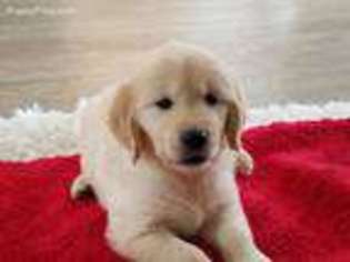 Golden Retriever Puppy for sale in Greenville, MI, USA