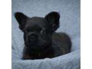 French Bulldog Puppy for sale in Crystal River, FL, USA
