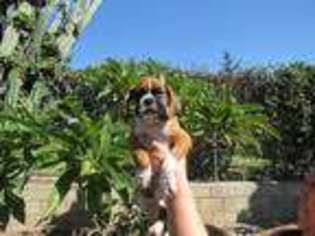 Boxer Puppy for sale in Azusa, CA, USA