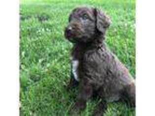 Labradoodle Puppy for sale in Peoria, IL, USA