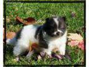 Pomeranian Puppy for sale in Miller, MO, USA