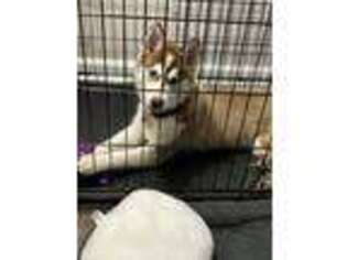Siberian Husky Puppy for sale in Weston, FL, USA