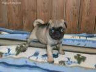 Pug Puppy for sale in Wood River, NE, USA