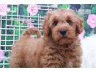 Goldendoodle Puppy for sale in Atlanta, GA, USA