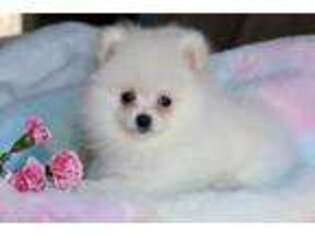 Pomeranian Puppy for sale in Mount Pleasant, SC, USA