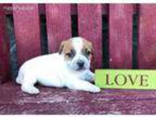 Jack Russell Terrier Puppy for sale in Berlin, OH, USA