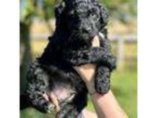 Mutt Puppy for sale in Columbia Falls, MT, USA