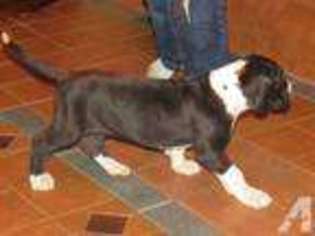 Great Dane Puppy for sale in AUBURN, WA, USA