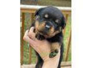 Rottweiler Puppy for sale in Asheboro, NC, USA