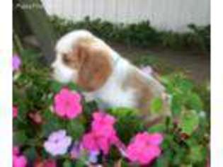 Cavalier King Charles Spaniel Puppy for sale in Scottville, MI, USA