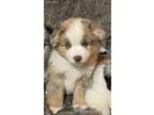 Miniature Australian Shepherd Puppy for sale in Winnebago, MN, USA