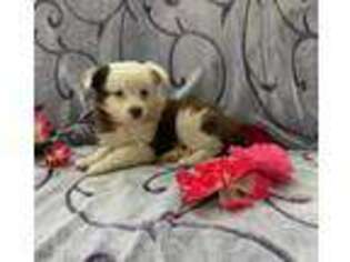 Miniature Australian Shepherd Puppy for sale in New Holland, PA, USA