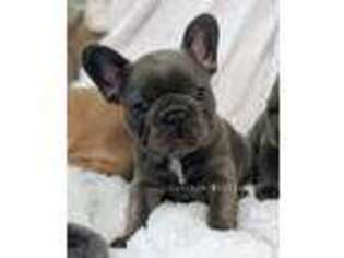 French Bulldog Puppy for sale in Jonesville, NC, USA
