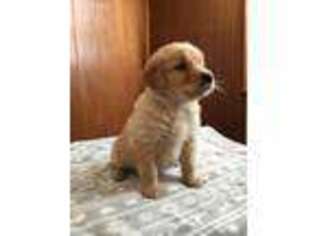 Golden Retriever Puppy for sale in Farwell, MI, USA