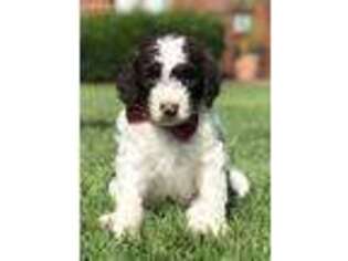 Labradoodle Puppy for sale in Mishawaka, IN, USA