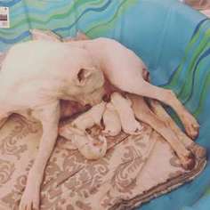 Dogo Argentino Puppy for sale in Lubbock, TX, USA