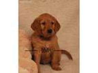 Golden Retriever Puppy for sale in Rexford, MT, USA
