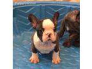 French Bulldog Puppy for sale in Yuma, AZ, USA
