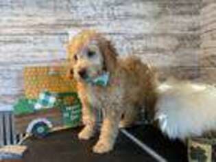 Goldendoodle Puppy for sale in Paxton, IL, USA