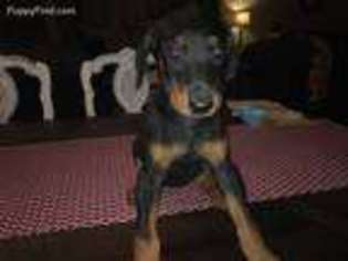 Medium Photo #1 Doberman Pinscher Puppy For Sale in Florence, AL, USA