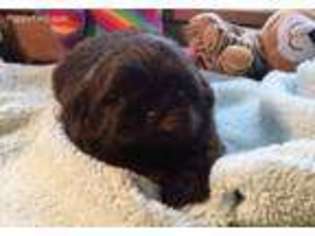 Mutt Puppy for sale in Astatula, FL, USA