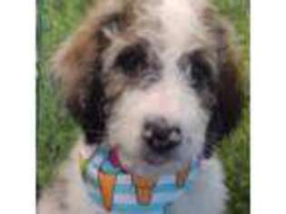 Mutt Puppy for sale in Marion, OH, USA