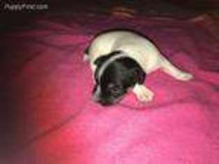 Jack Russell Terrier Puppy for sale in Reno, NV, USA