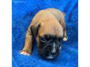 Boxer Puppy for sale in Log Lane Village, CO, USA