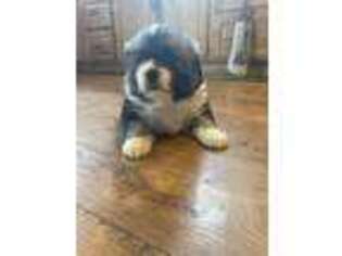 Mutt Puppy for sale in Enosburg Falls, VT, USA
