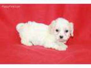 Cavachon Puppy for sale in Pierce City, MO, USA