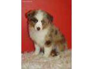 Miniature Australian Shepherd Puppy for sale in Ninety Six, SC, USA