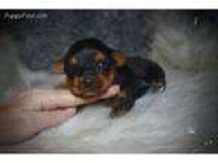 Yorkshire Terrier Puppy for sale in Kelly, LA, USA