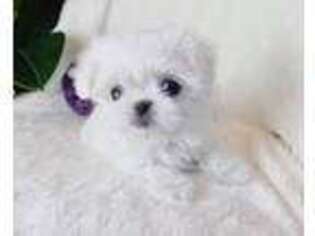 Maltese Puppy for sale in Beatrice, NE, USA