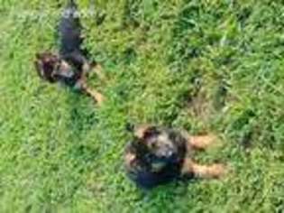 German Shepherd Dog Puppy for sale in Millwood, KY, USA