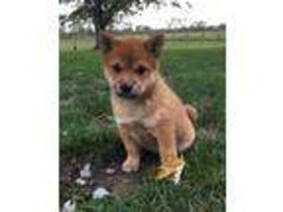 Shiba Inu Puppy for sale in Covington, OH, USA