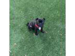 Pug Puppy for sale in Pinellas Park, FL, USA