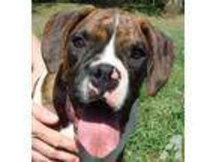 Boxer Puppy for sale in PIERCE CITY, MO, USA
