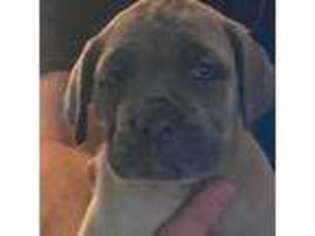 Cane Corso Puppy for sale in Wallkill, NY, USA