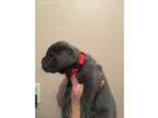 Neapolitan Mastiff Puppy for sale in Seaman, OH, USA
