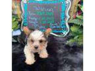 Mutt Puppy for sale in Colorado City, TX, USA